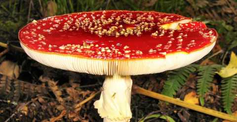 Dall'ottimo cardoncello al velenoso "amanita muscaria": guida ai funghi della terra di Bari
